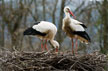 Störche, Wappenvogel des Elsass © Benoit Facchi