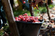 Die Ernte in Alsace © Benoit Facchi