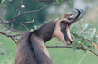 Chamois © Pierre Romainville