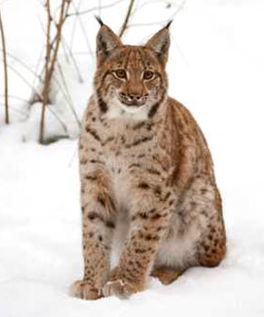 Le lynx