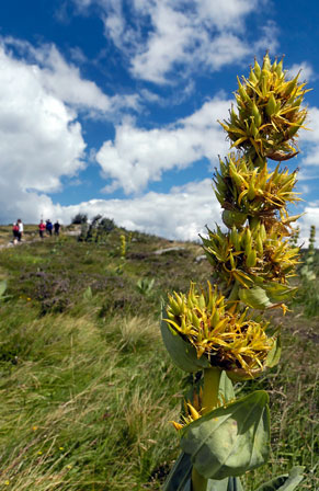 l'été dans les vosges