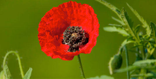 Nous voulons des coquelicots