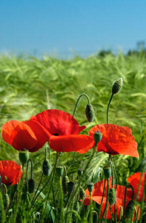 Nous voulons des coquelicots