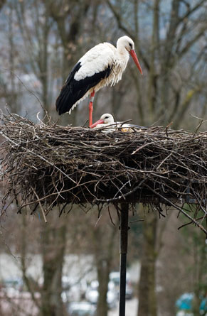 Störche, Wappenvogel des Elsass © Benoit Facchi