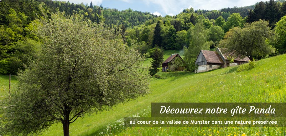Découvrez notre gîte Panda au coeur de la vallée de Munster, dans une nature préservée Découvrez notre gîte Panda au coeur de la vallée de Munster, dans une nature préservée