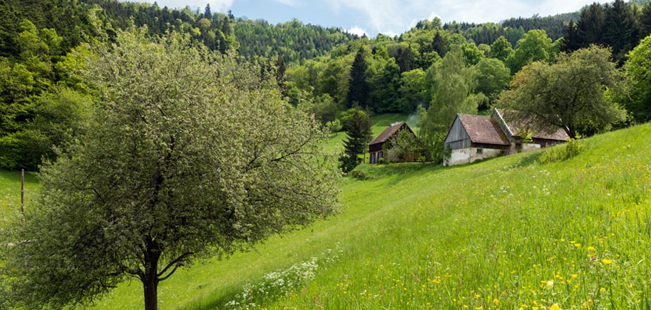 Entdecken Sie unser Panda-Ferienhaus