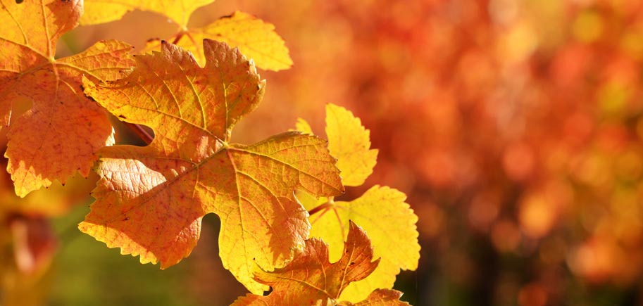 ...die elsässischen Weinberge